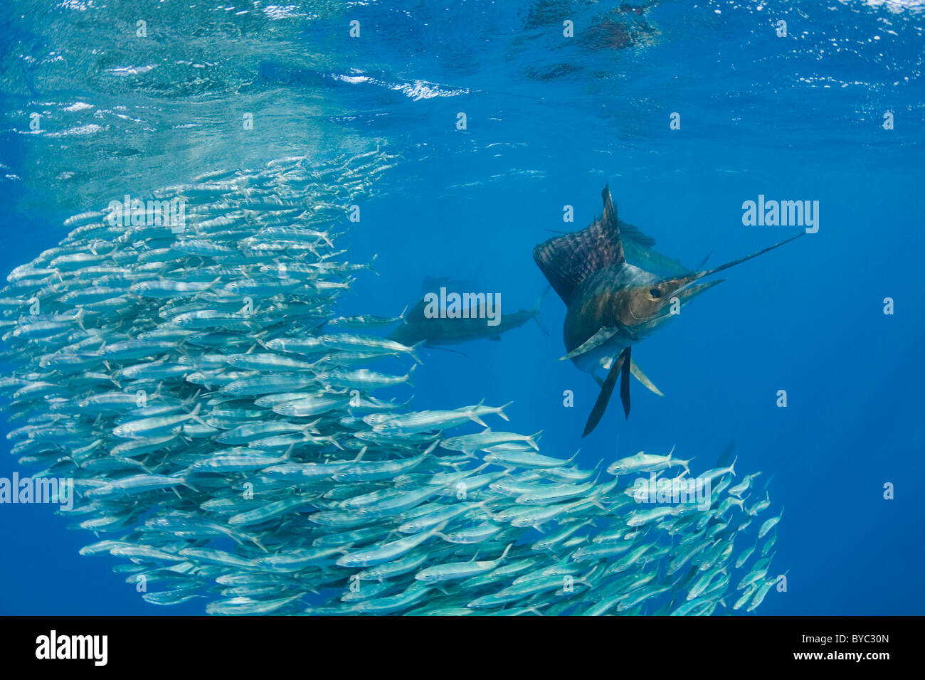Atlantische Fächerfisch, Istiophorus Albicans, Fütterung auf Sardinen, Mexiko (Karibik) Stockfoto