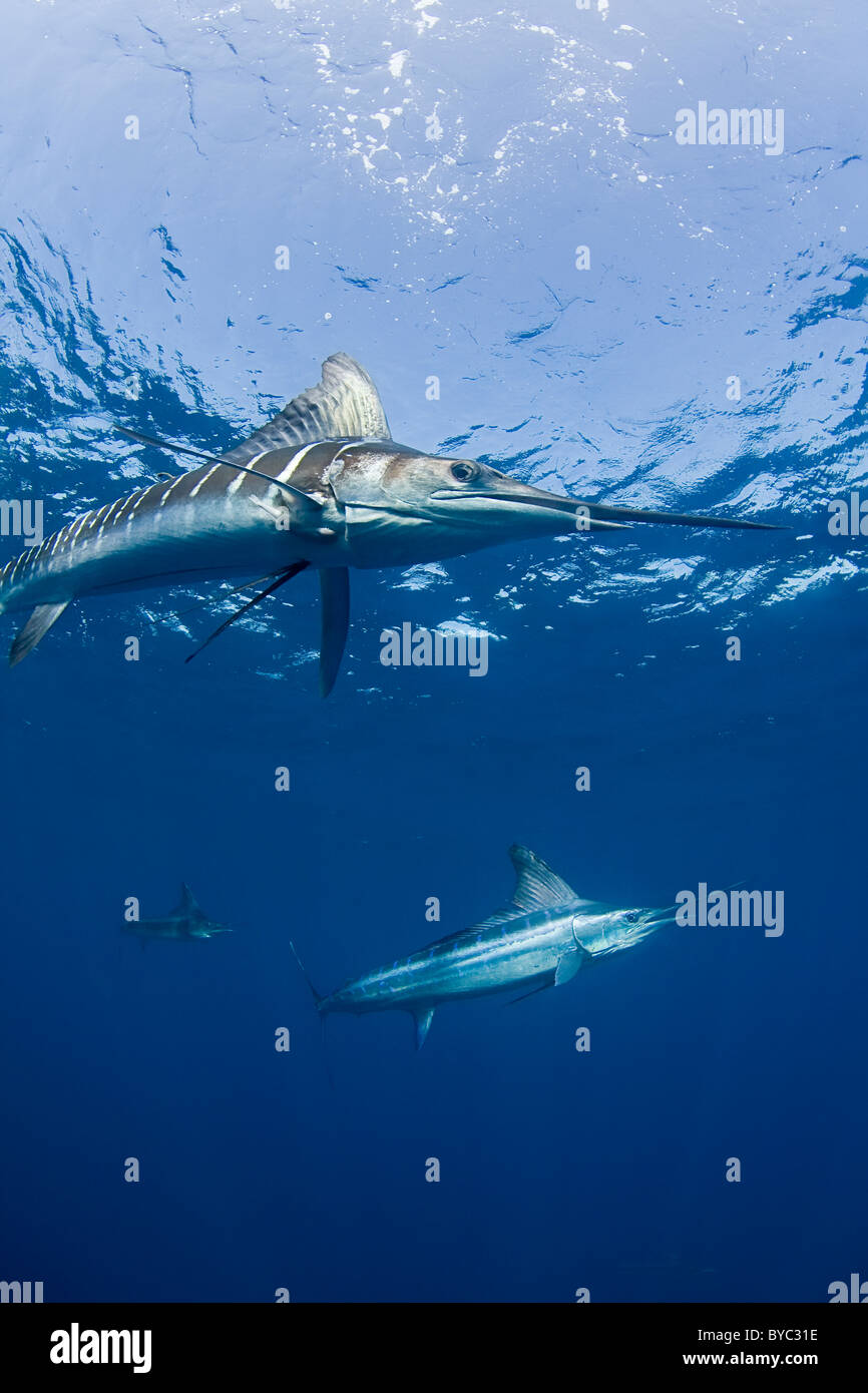 gestreifter Marlin, Tetrapturus Audax, von Baja California, Mexiko (Ostpazifik) Stockfoto