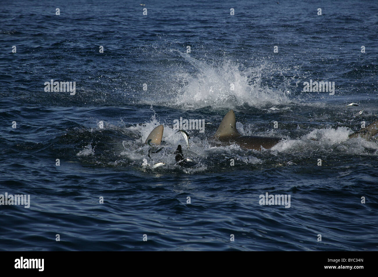 Haie Kupfer oder Bronze Walfänger ernähren sich von einem Köder Ball von Sardinen während Sardine Run, Südafrika Stockfoto