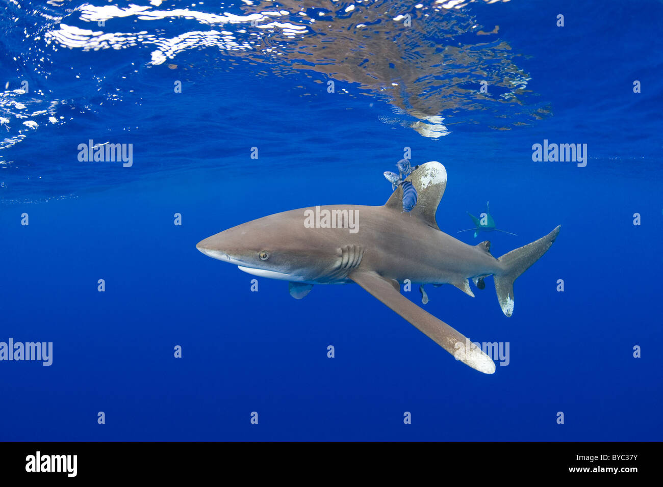 ozeanische Weißspitzen Haie, Carcharhinus Longimanus, mit pilot Fisch, Naucrates Fortschreitens Kona Coast, Hawaii Stockfoto