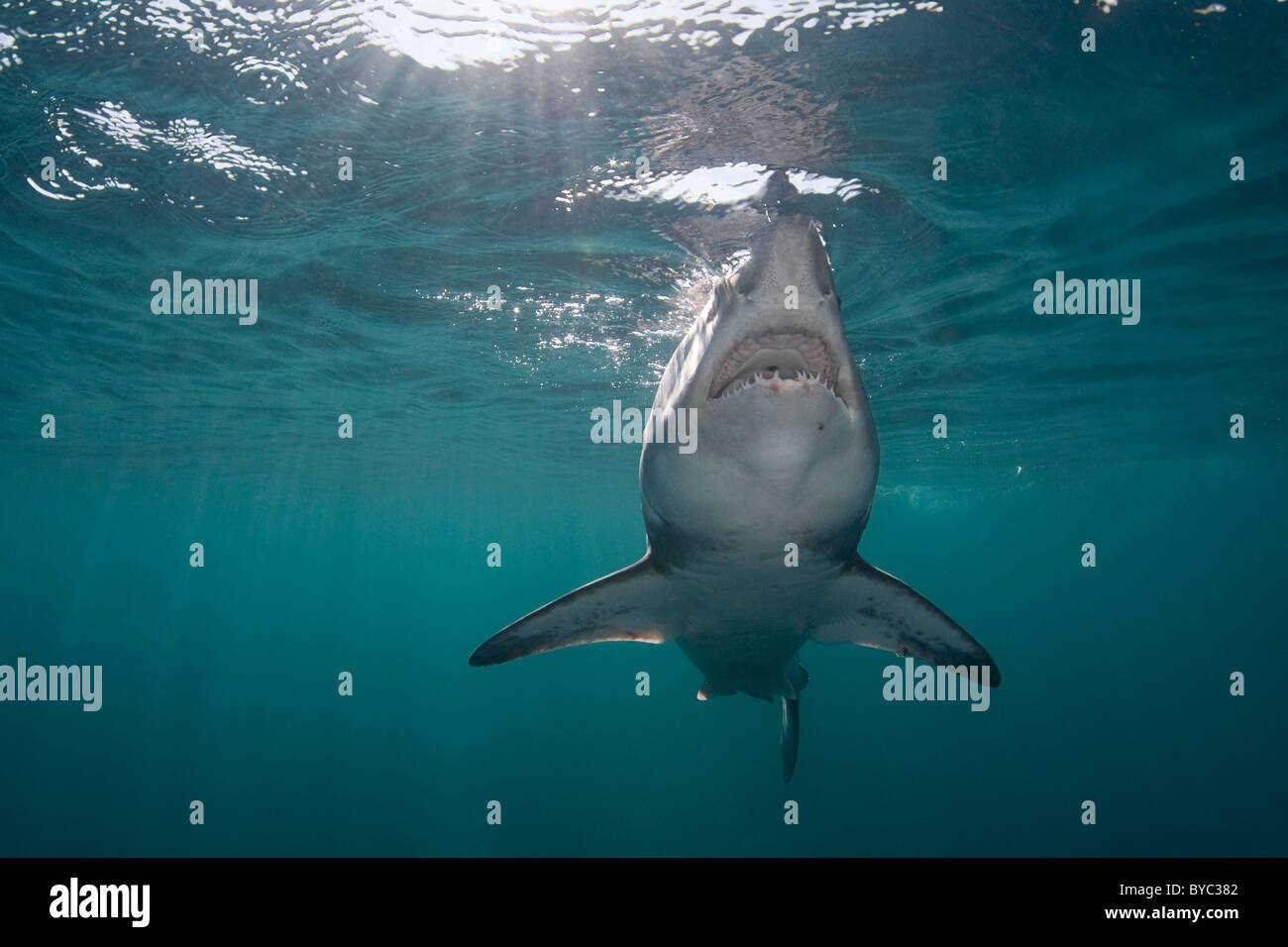 Heringshai (Lamna Nasus) Hai Nova Scotia, Kanada (Nord-Atlantik) Stockfoto