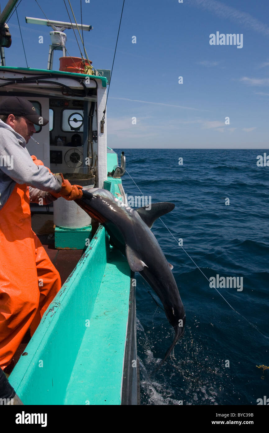 Longline Fischer zieht eine Heringshai (Lamna Nasus) ins Boot, in einer rechtlichen und verwalteten Fischerei, Nova Scotia, Kanada Stockfoto