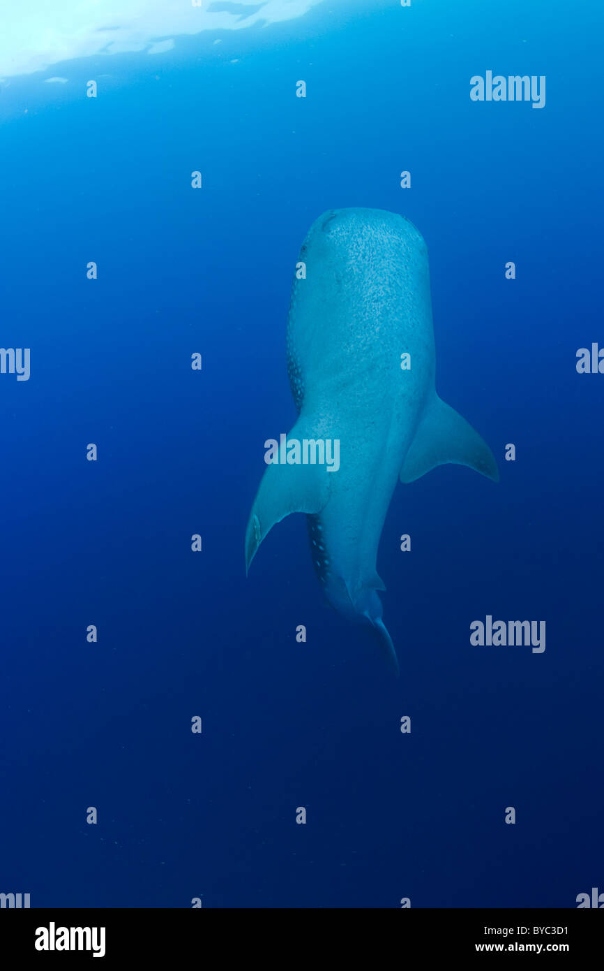 Walhai Rhincodon Typus, Belize Stockfoto