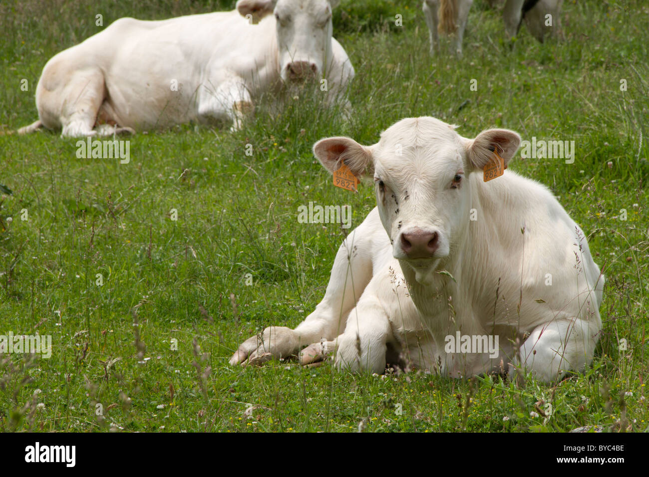 Kalb Stockfoto