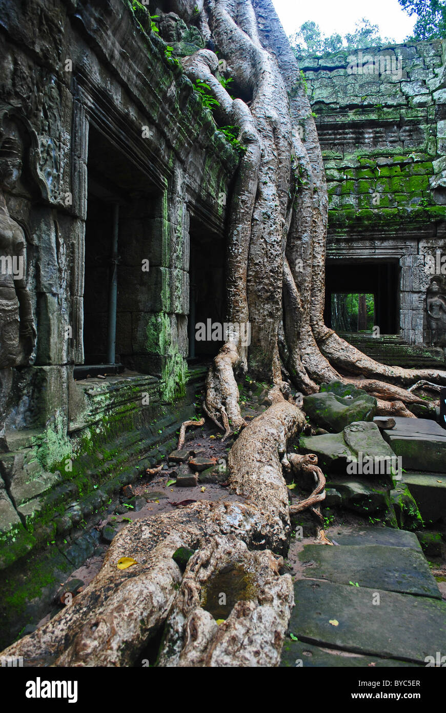 Ficus Gibbosa Baumwurzeln im Ta Prohm Tempel, Kambodscha Stockfoto