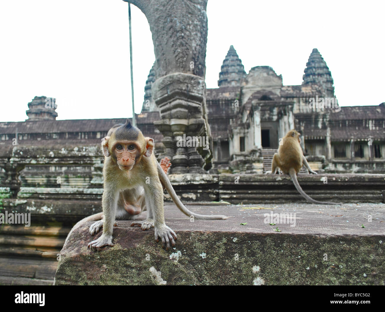 Rhesus-Affen in Angkor Wat, Kambodscha Stockfoto