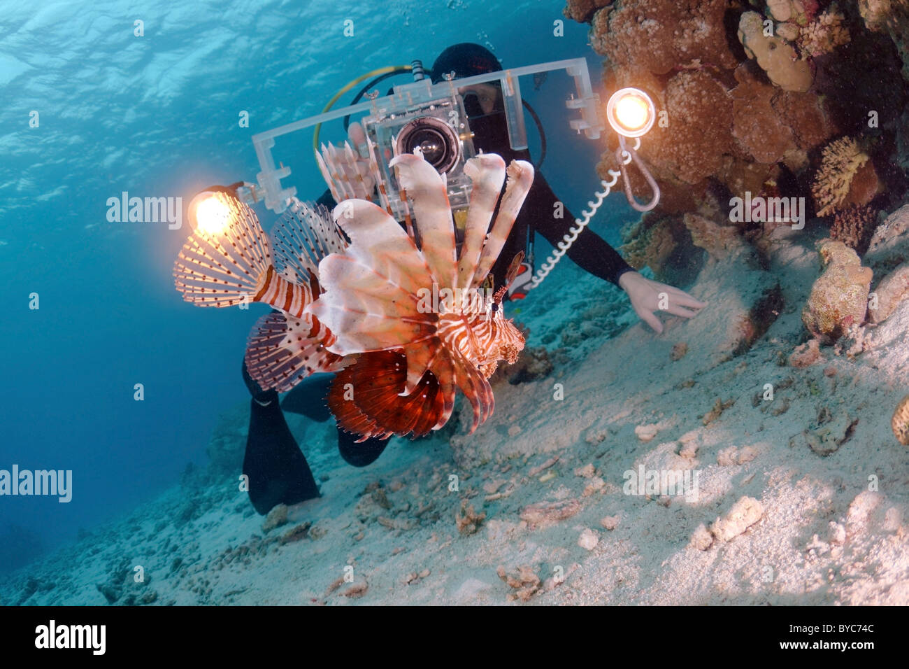 Video - Fahrer schießen Rotfeuerfische (Pterois volitans) Stockfoto