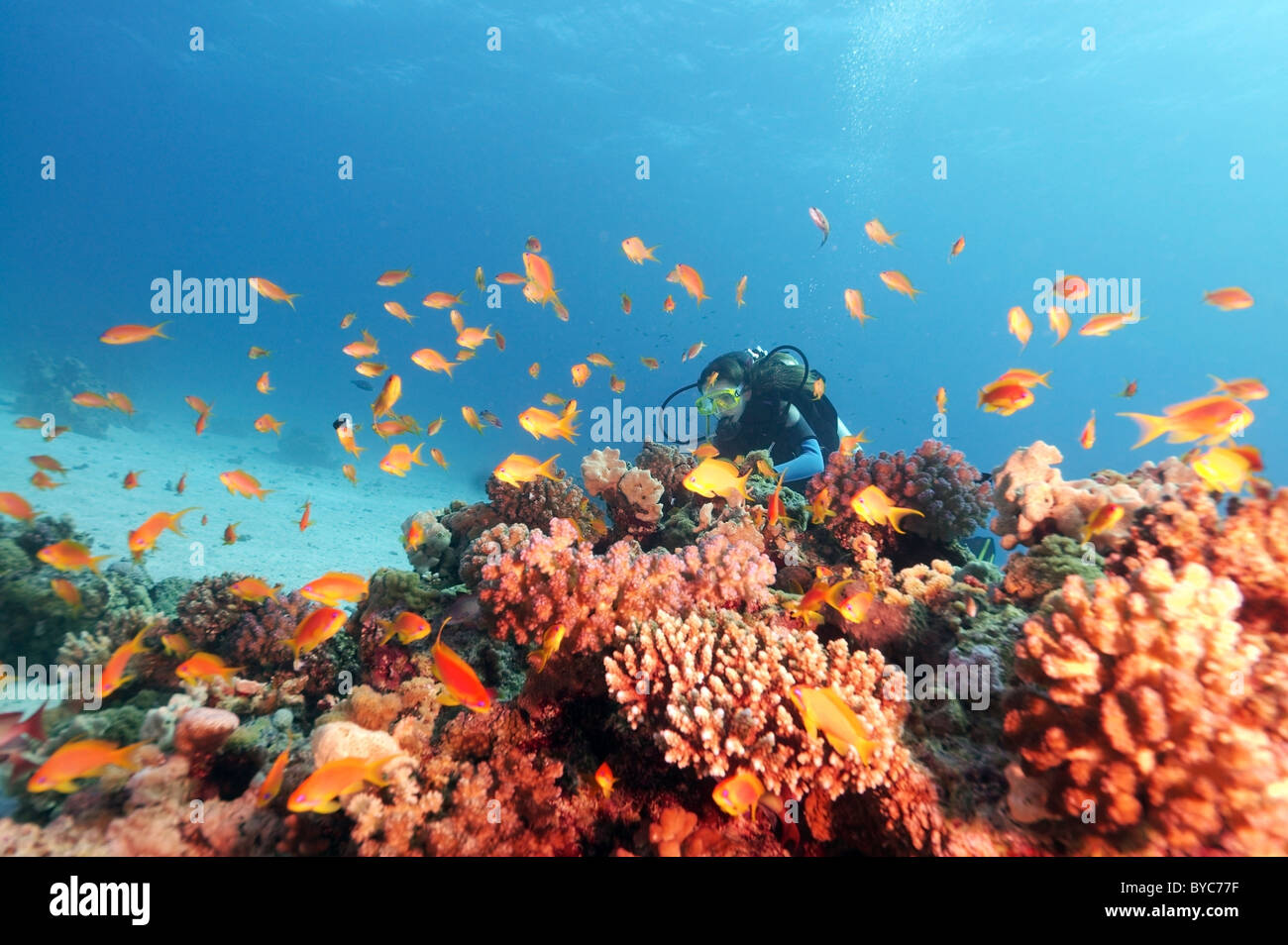 Weibliche Scuba diver Blick auf auf coralfish Lyra-tail basslet (Pseudanthias squamipinnis) Stockfoto