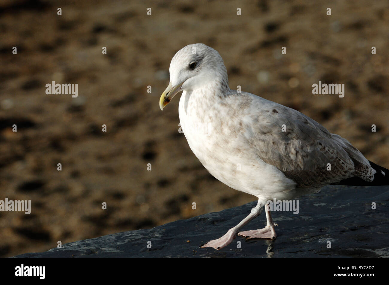 Juvenile Second Winter Herring Gull, Larus argentus, Wales, Großbritannien. Stockfoto