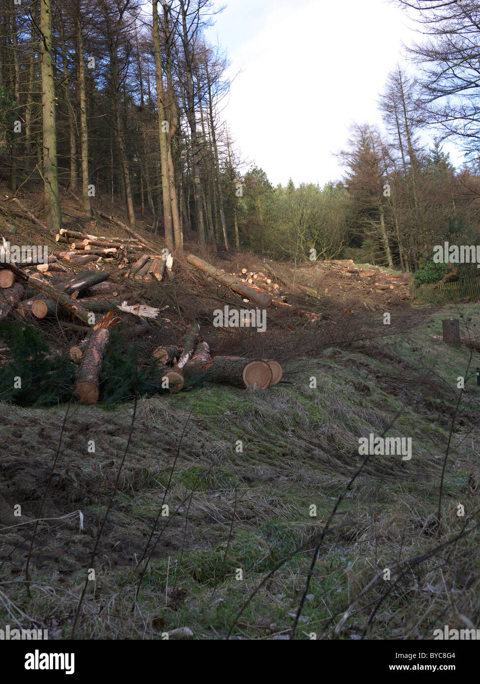 Forest Management, England, UK. Stockfoto