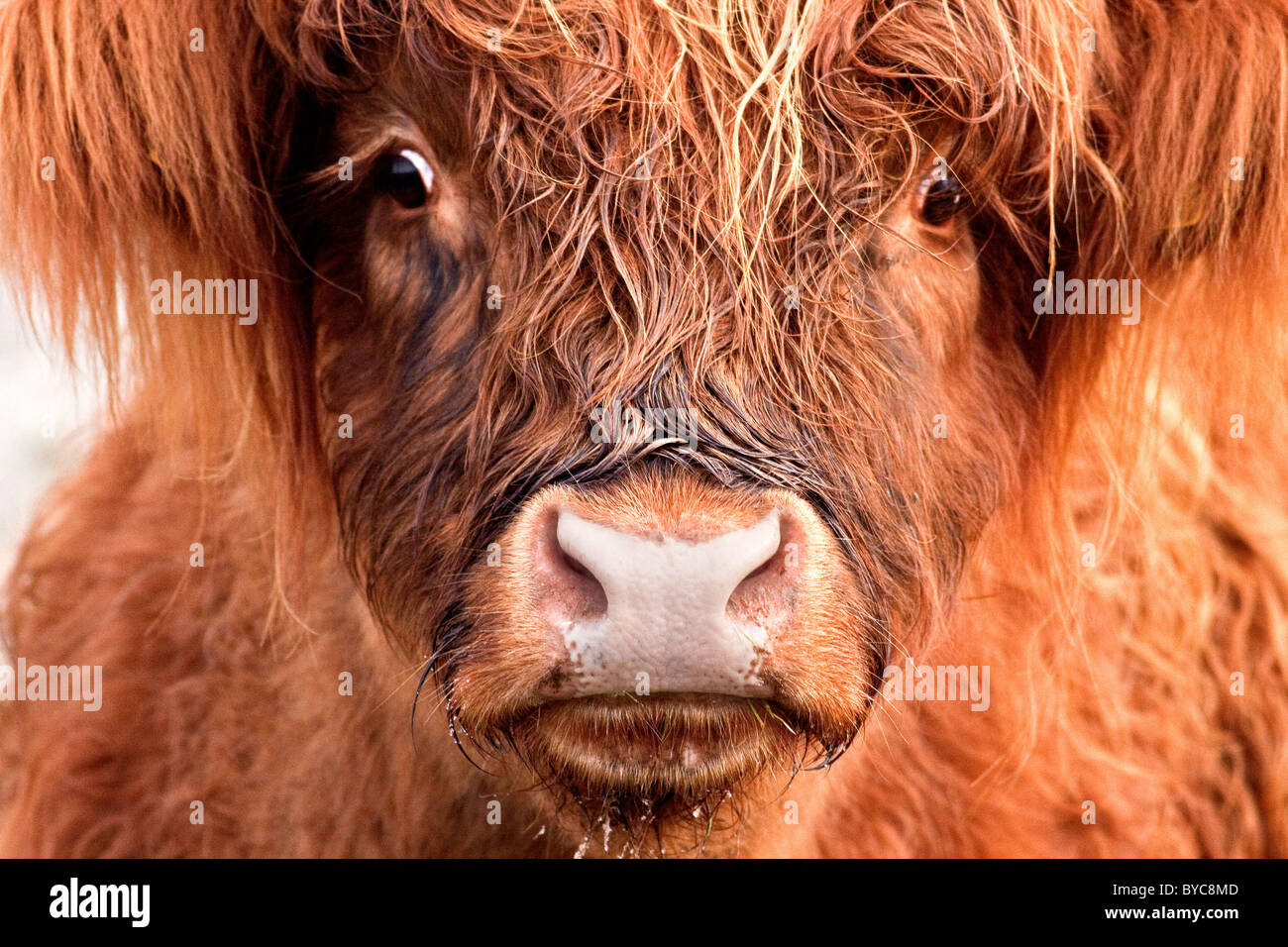 Junger Stier gibt mir das Auge Stockfoto