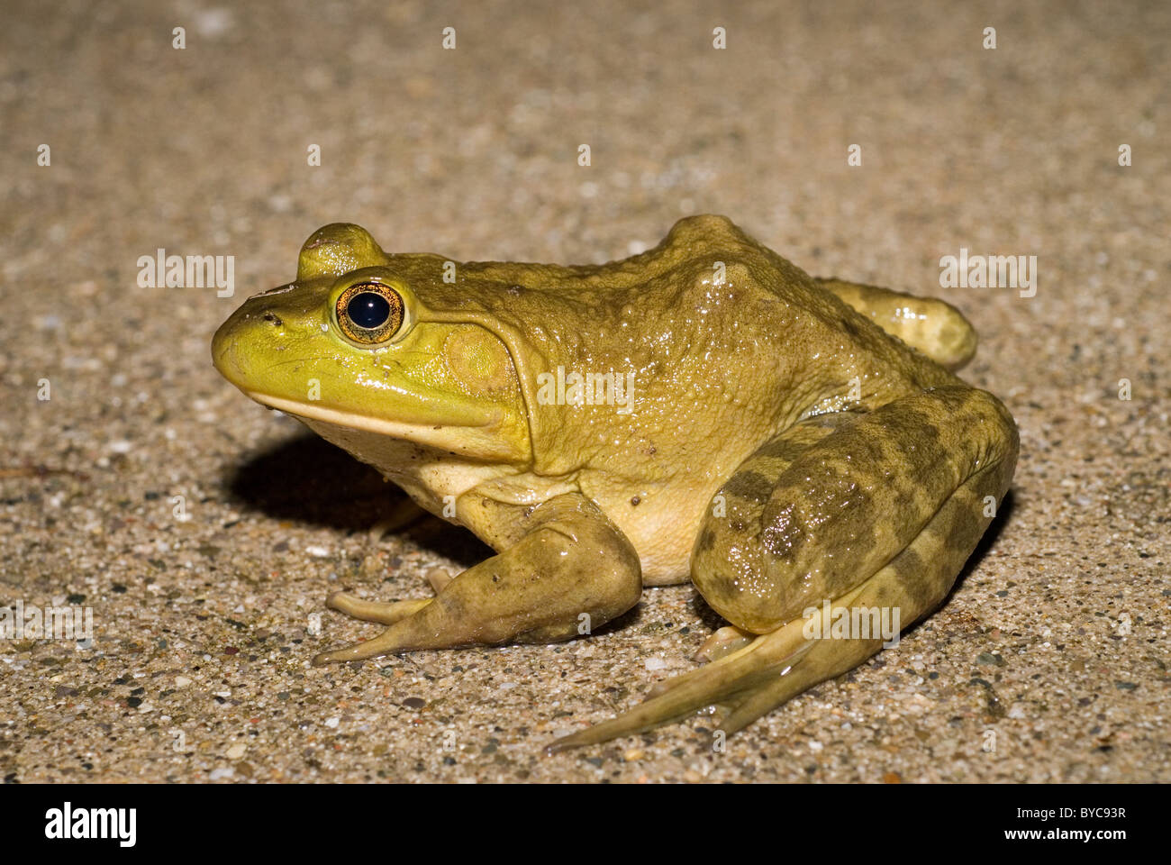 Bull Frog Rana catesbeiana Stockfoto