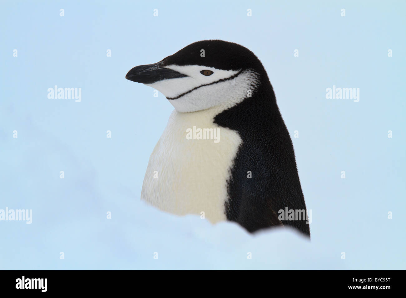 Pinguin Zügelpinguinen (Pygoscelis Antarcticus), Half Moon Island, South Shetlands, Antarktis Stockfoto