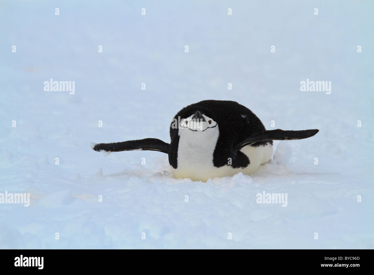 Half Moon Island, South Shetlands, Rodeln Pinguin Zügelpinguinen (Pygoscelis Antarcticus), Antarktis Stockfoto