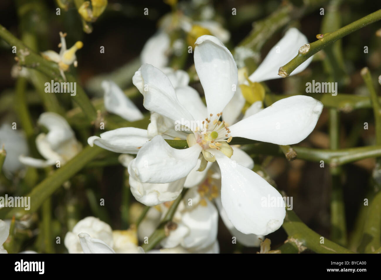 Poncirus Trifoliata japanische Bitterorange Stockfoto