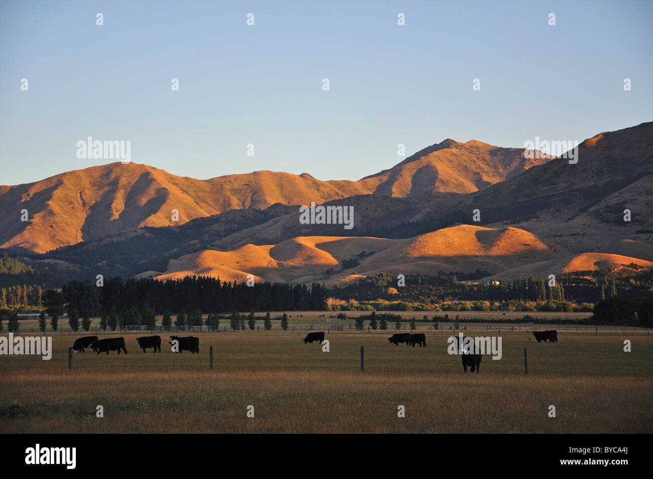 Rinder im Feld bei Sonnenuntergang, Hanmer Springs, North Canterbury, Region Canterbury, Südinsel, Neuseeland Stockfoto