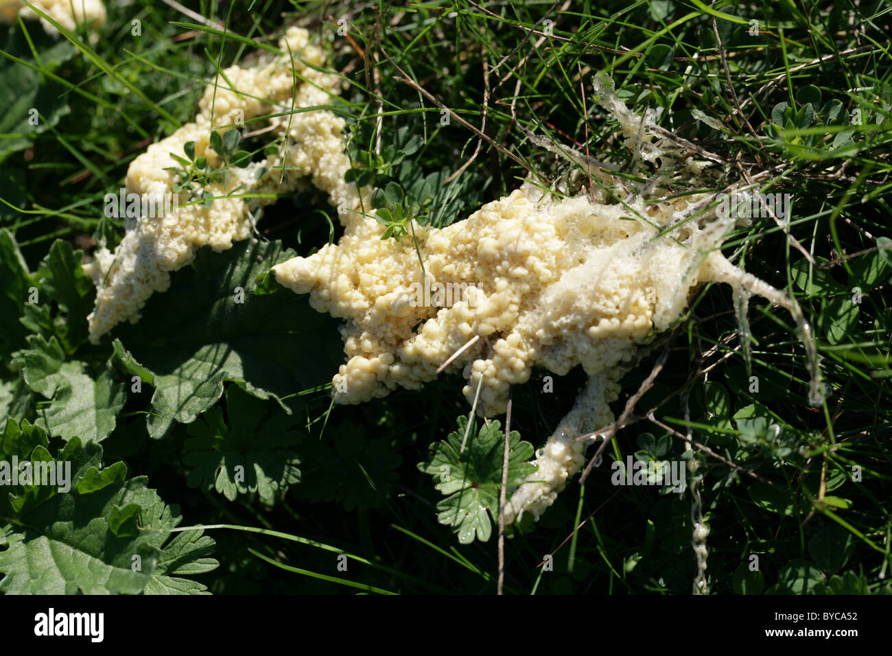 Mucilago Crustacea Stockfotos &amp; Mucilago Crustacea Bilder Alamy