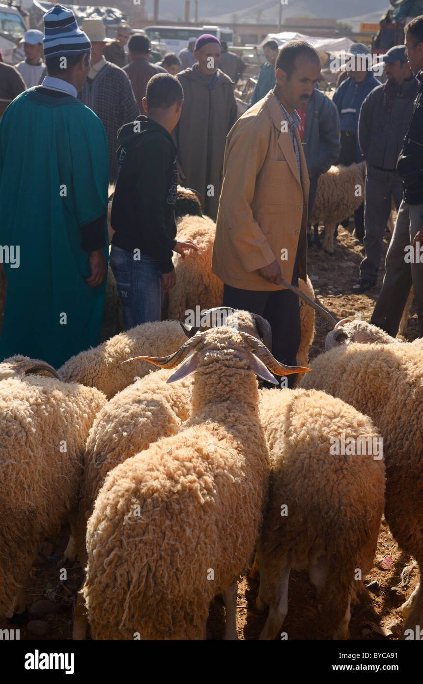 Schafe zum Verkauf auf dem Markt der Ait ourir Marokko für die Opfer an der moslemischen Eid Al Adha Festival Stockfoto