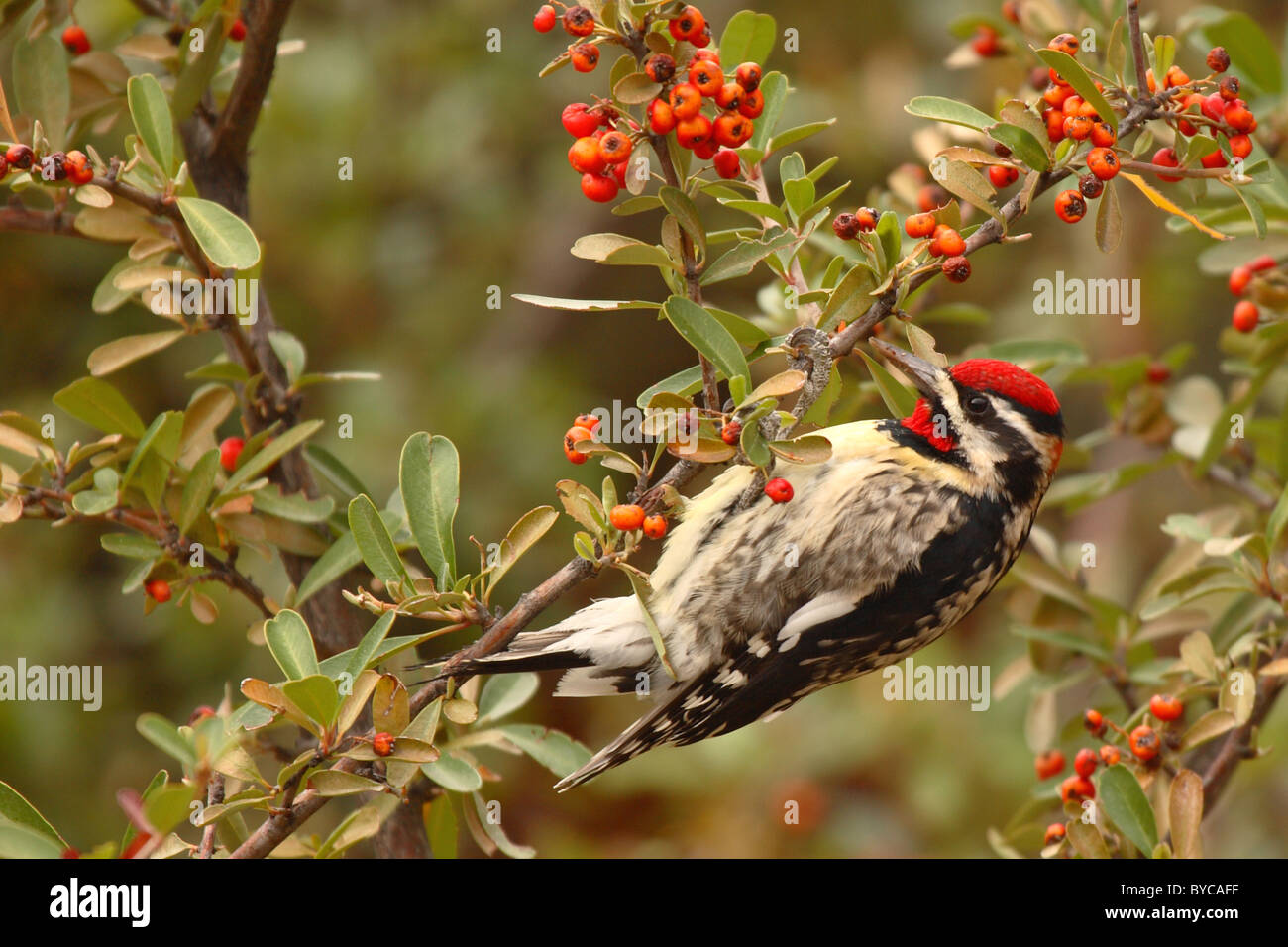 Ein rot-Himalaja-Sapsucker Inspektion rote Beeren. Stockfoto