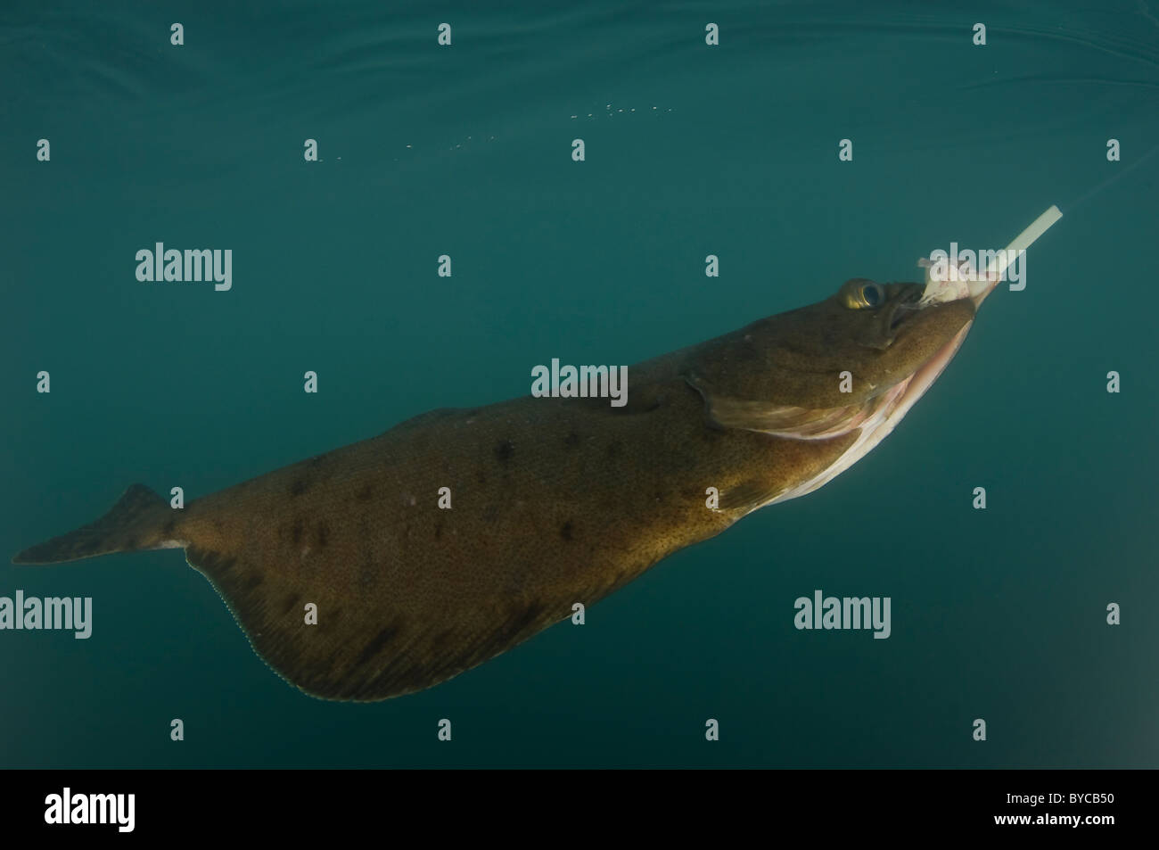 Unterwasser Foto von einem Arrowtooth Flunder erwischt beim Angeln in Alaska Stockfoto