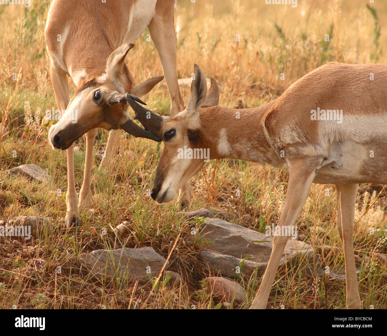 Ein paar der Pronghorn Antilope Böcke Verriegelung Hörner. Stockfoto