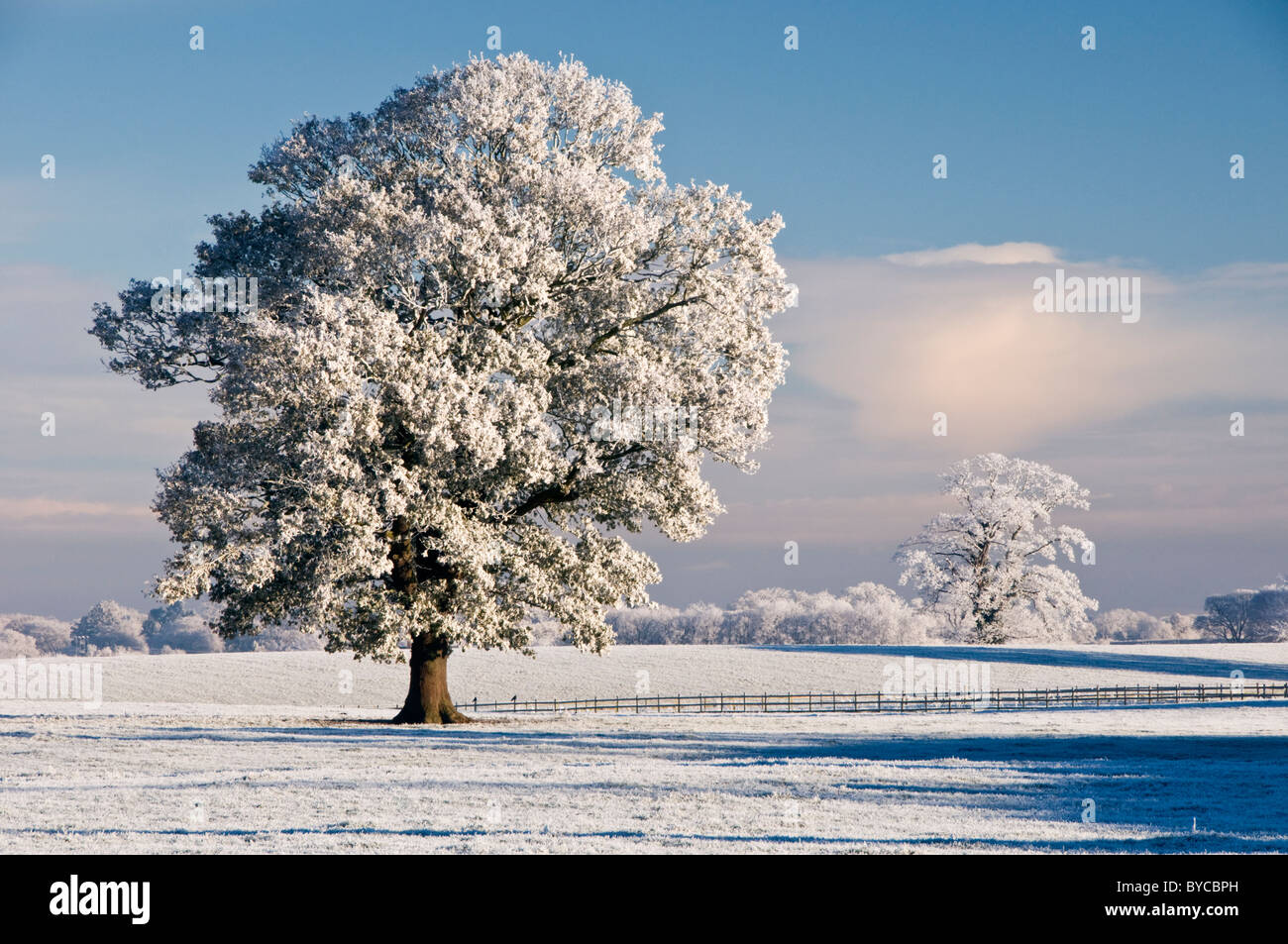 Hoar mattierte Bäume im Winter, in der Nähe von Beeston, Cheshire, England, UK Stockfoto