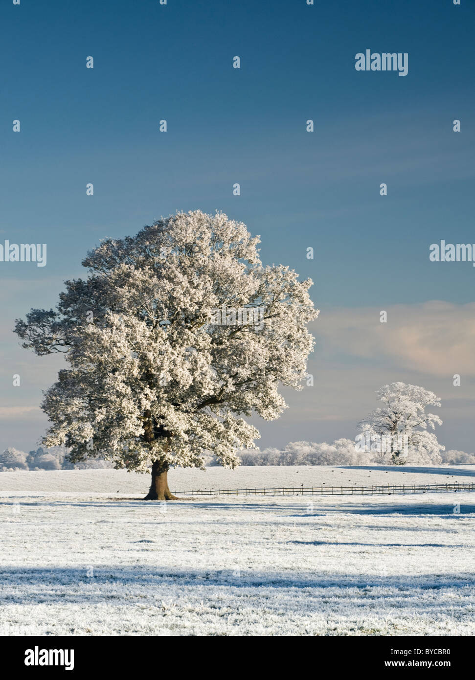 Hoar mattierte Bäume im Winter, in der Nähe von Beeston, Cheshire, England, UK Stockfoto