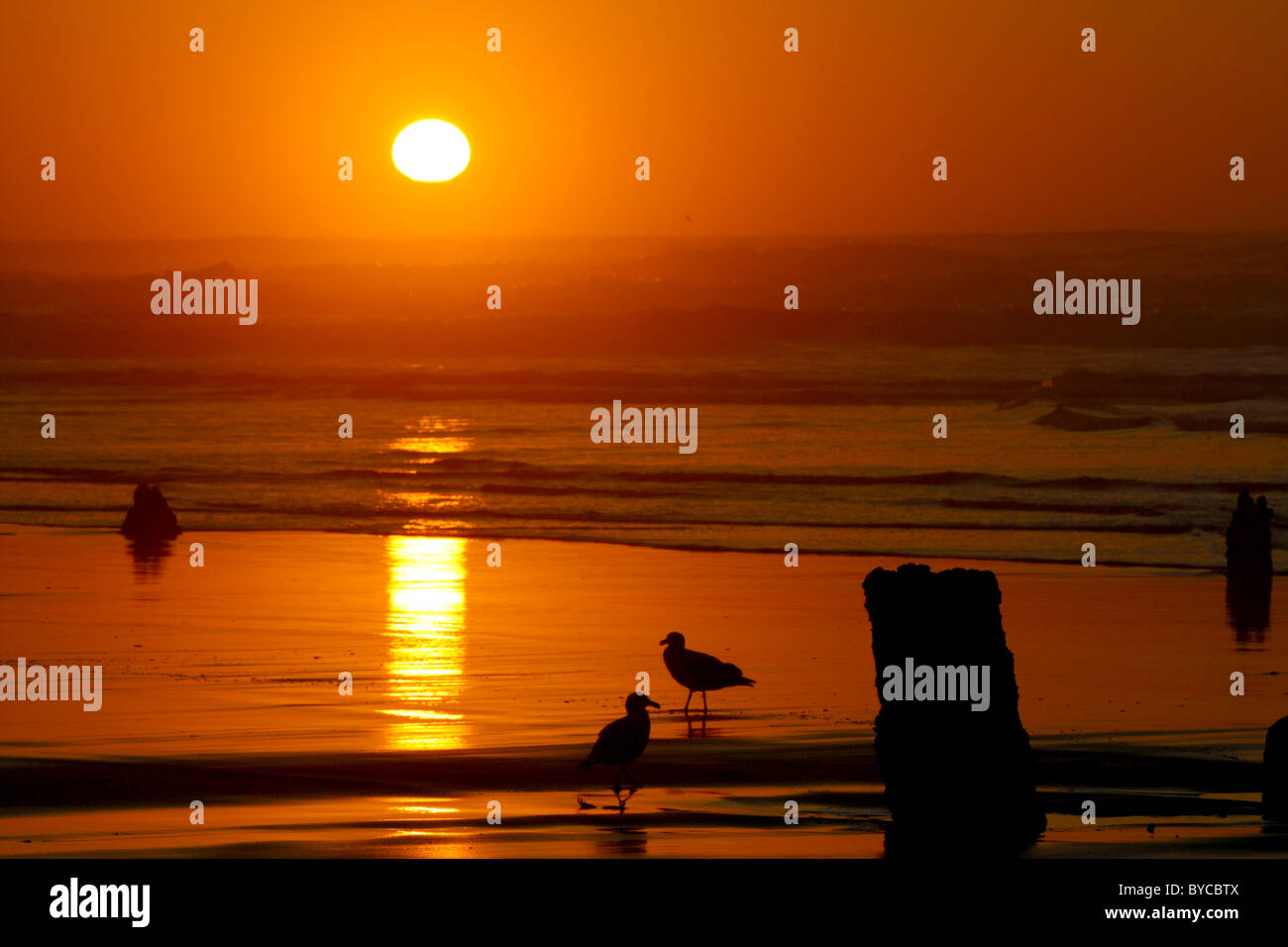 Eine brillante und wunderschön, entspannend, goldene orange Meer Sonnenuntergang mit 2 Möwen auf der nassen und ruhigen Strand. Stockfoto