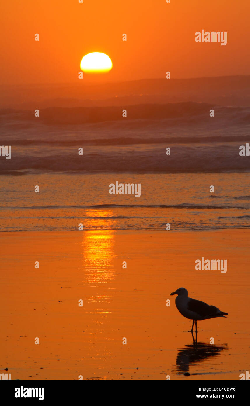 Eine brillante und wunderschön, entspannend, goldene orange Meer Sonnenuntergang mit einem einsamen Möwe stehen auf der nassen und ruhigen Strand. Stockfoto