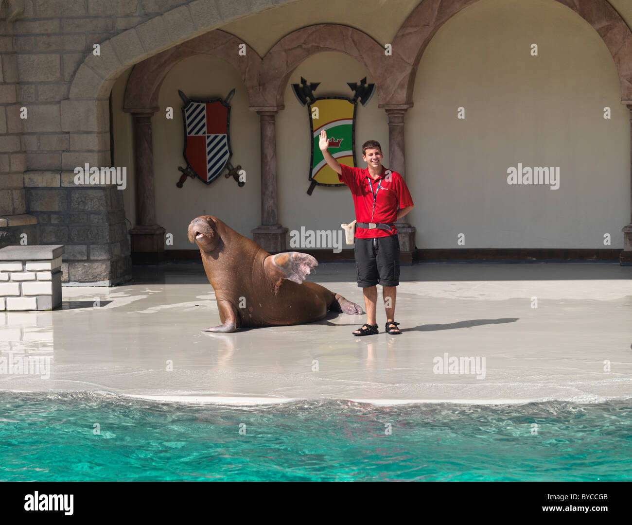 Walross schwenkte seine Flipper. Im Marineland, Niagara Falls, Ontario, Kanada 2009 zeigen. Stockfoto