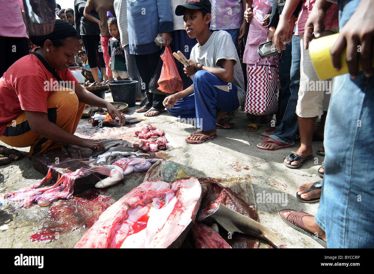 eine Frau hält einen Baby Hai im Tomia Fish market Stockfoto