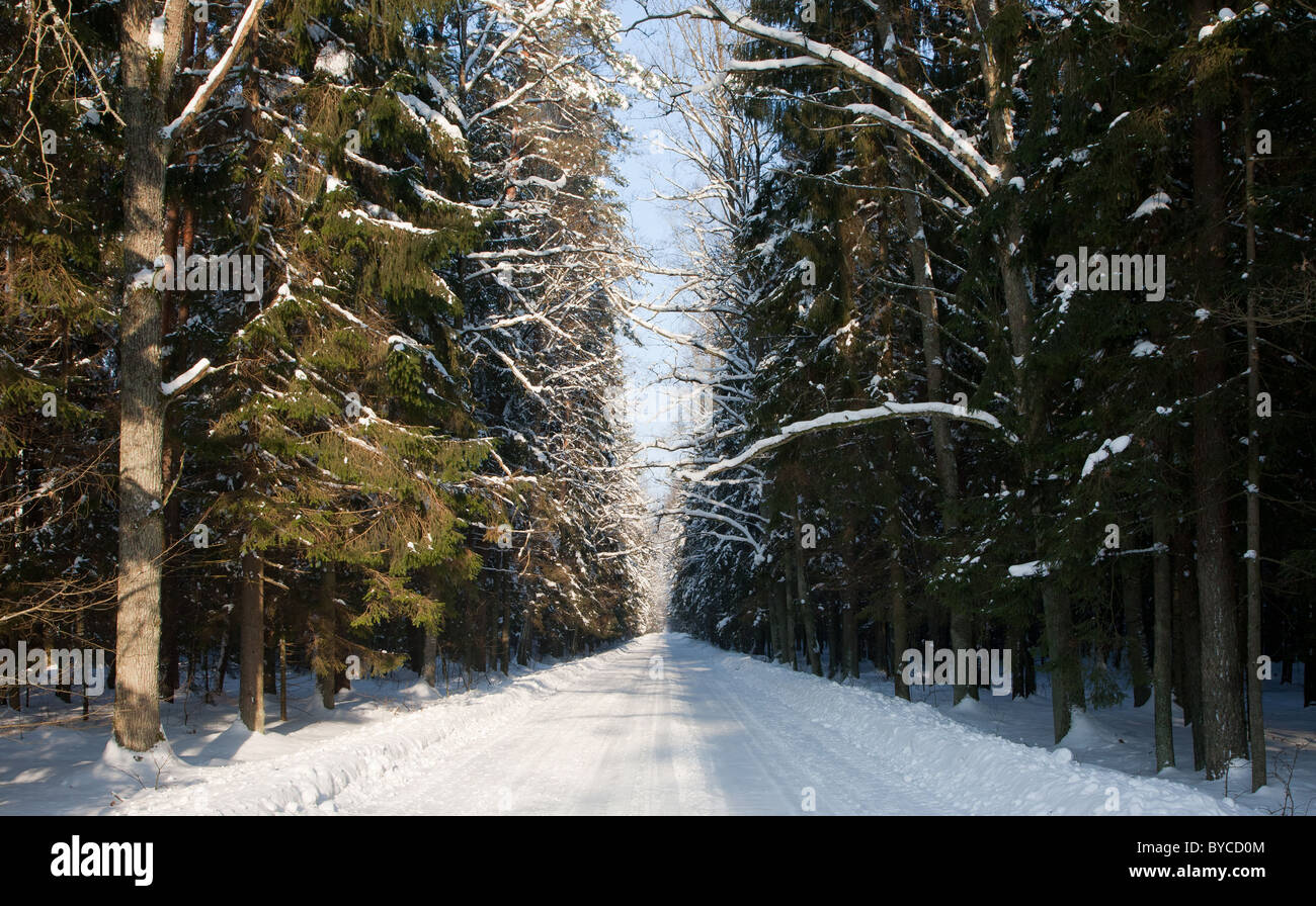 Verschneiten weiten Boden Straße Kreuzung alte gemischte Stand von Bialowieza Forest in Sonne des Mittags in sonnigen und schattigen Seite geteilt Stockfoto