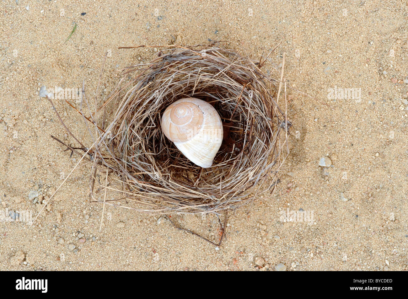 Schnecke Muschel im nest Stockfoto