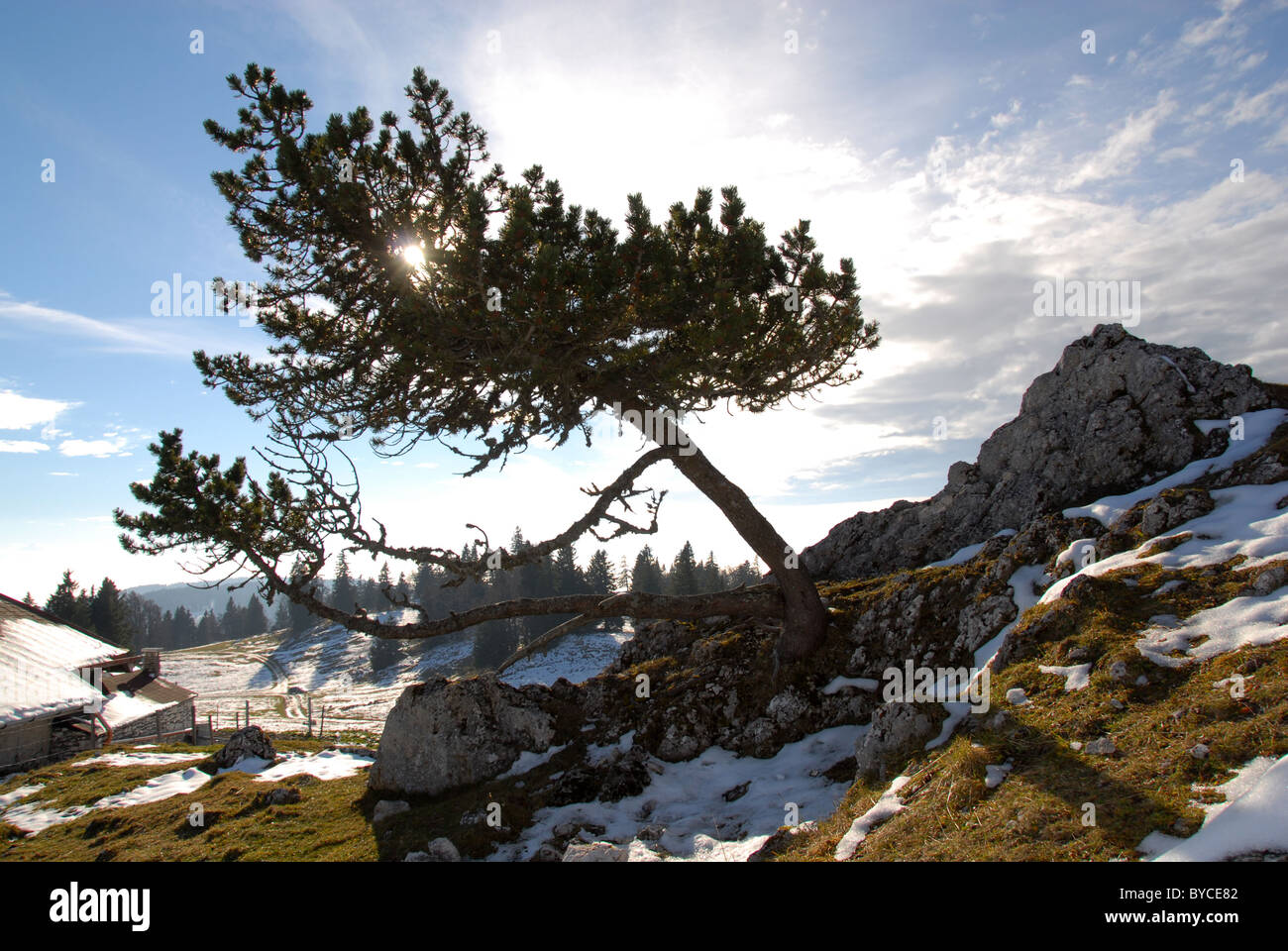 Kiefer schief auf Bergrücken des Moutain Jurahöhen in Chaumont, Neuenburg, Schweiz Stockfoto