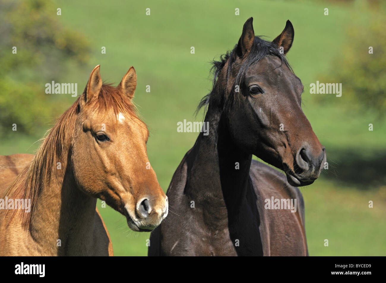 Mangalarga Marchador und Quarter Horse (Equus Ferus Caballus), Porträt von zwei jungen Hengsten. Stockfoto