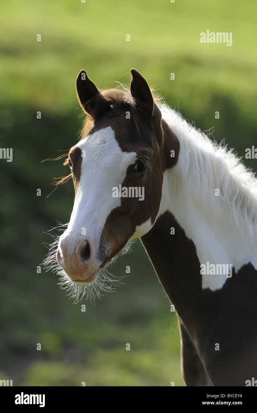 Farben-Pferd (Equus Ferus Caballus), Portrait. Stockfoto