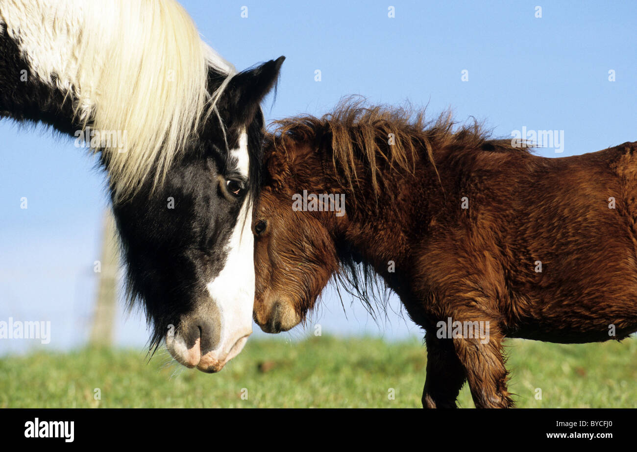 Gypsy Vanner Pferd und Mini-Shetland-Pony (Equus Ferus Caballus), ein Hengst und ein Kopf an Kopf Wallach. Stockfoto
