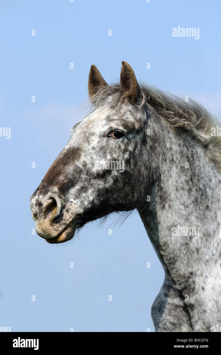 Noriker Pferd (Equus Ferus Caballus), Portrait einer Stute. Stockfoto