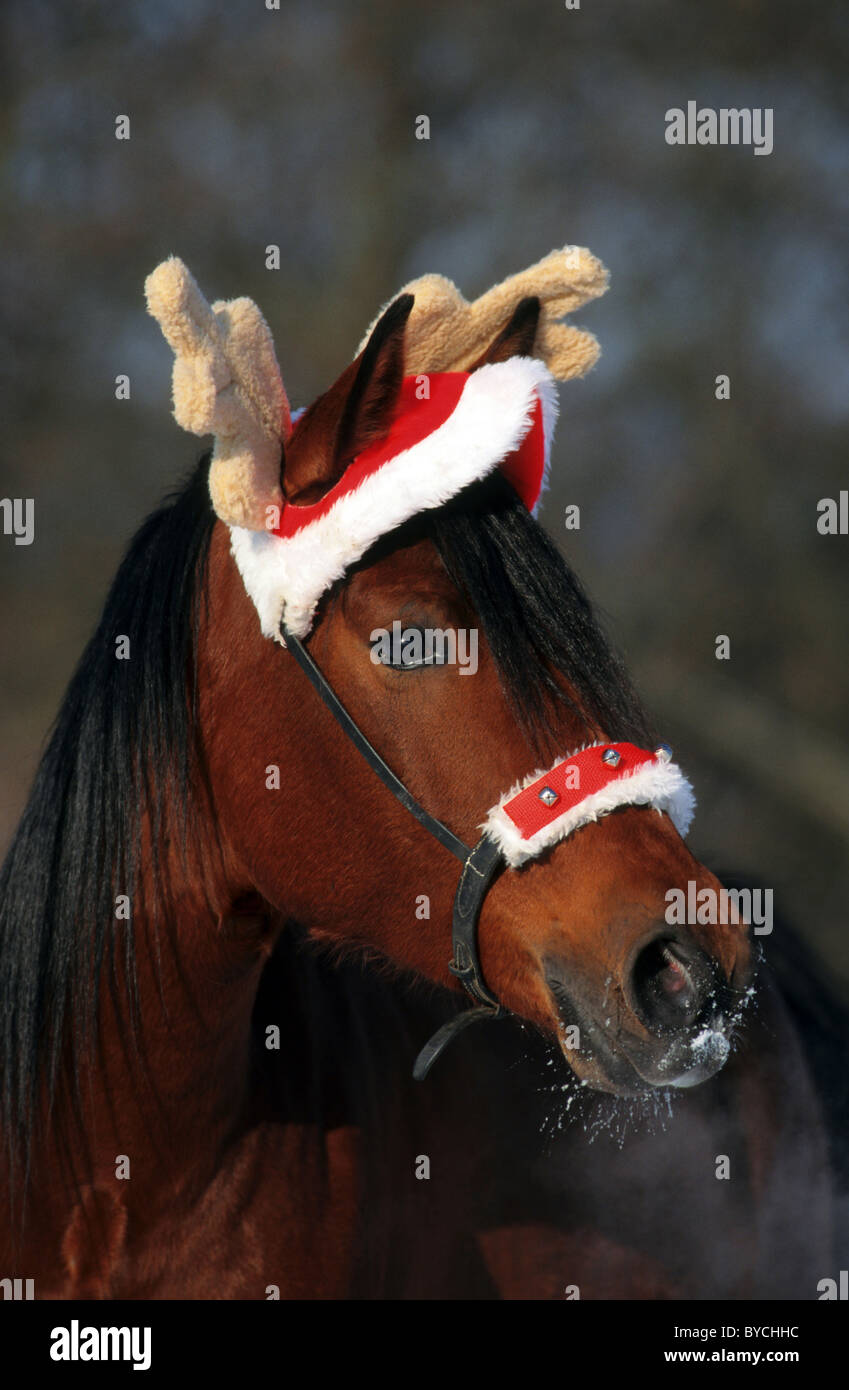 Inländische Pferd (Equus Ferus Caballus). Porträt des Pferdes mit Rentier-Mütze. Stockfoto