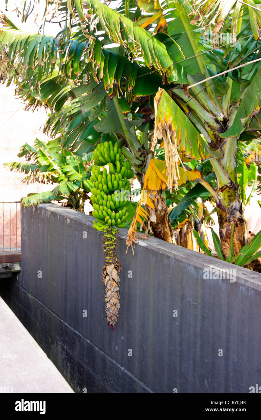 Bananenpflanze mit Blume auf dem Baum, Madeira Stockfotografie - Alamy