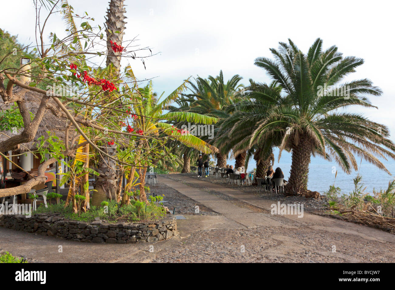 Atlantikküste mit Palmen am Faja Dos Padres, Madeira Stockfoto