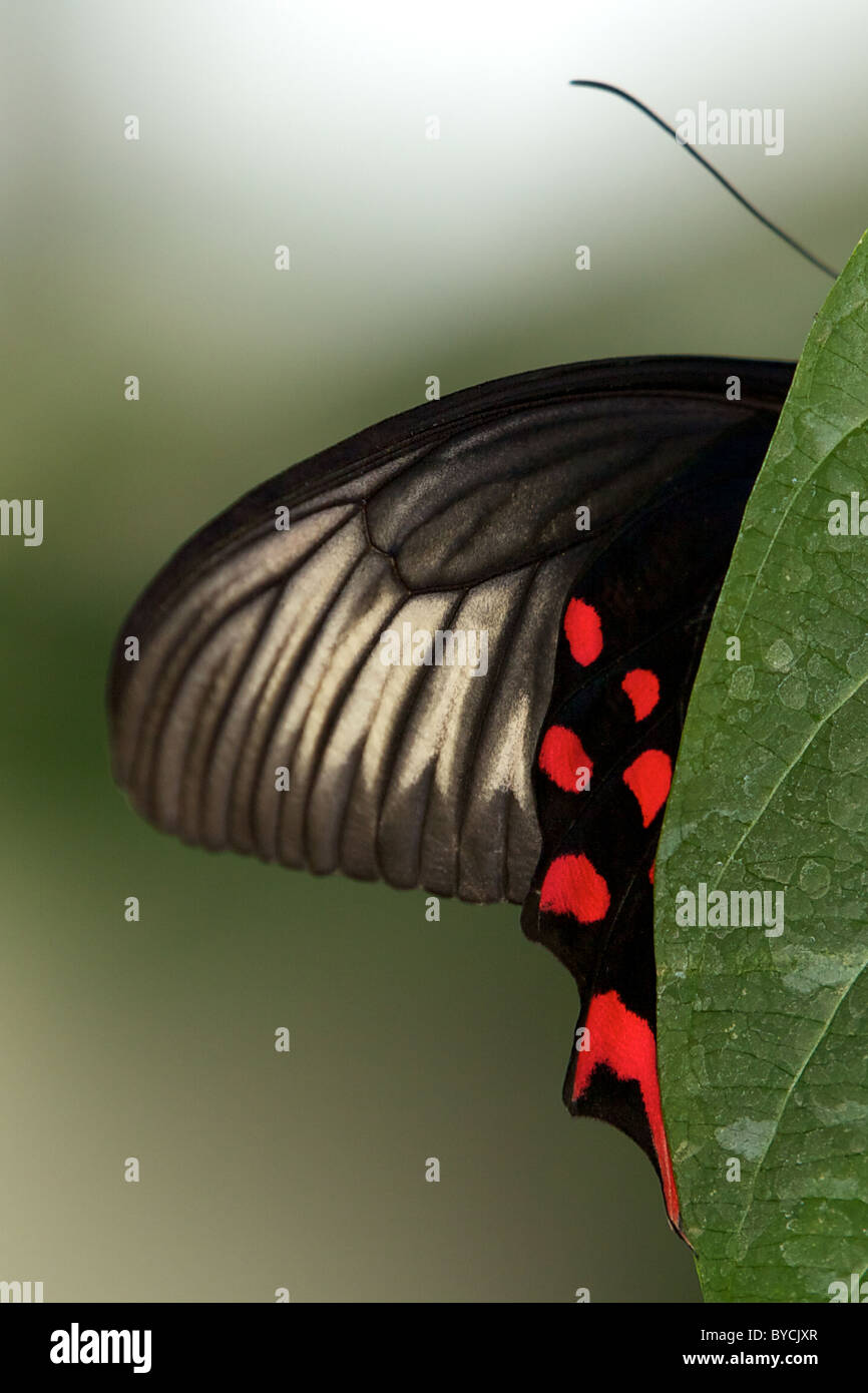 Scharlachroter Schwalbenschwanz Schmetterling Stockfoto