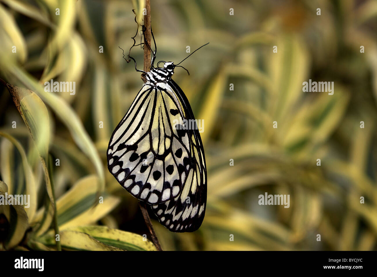 Ein Baum-Nymphe-Schmetterling Stockfoto