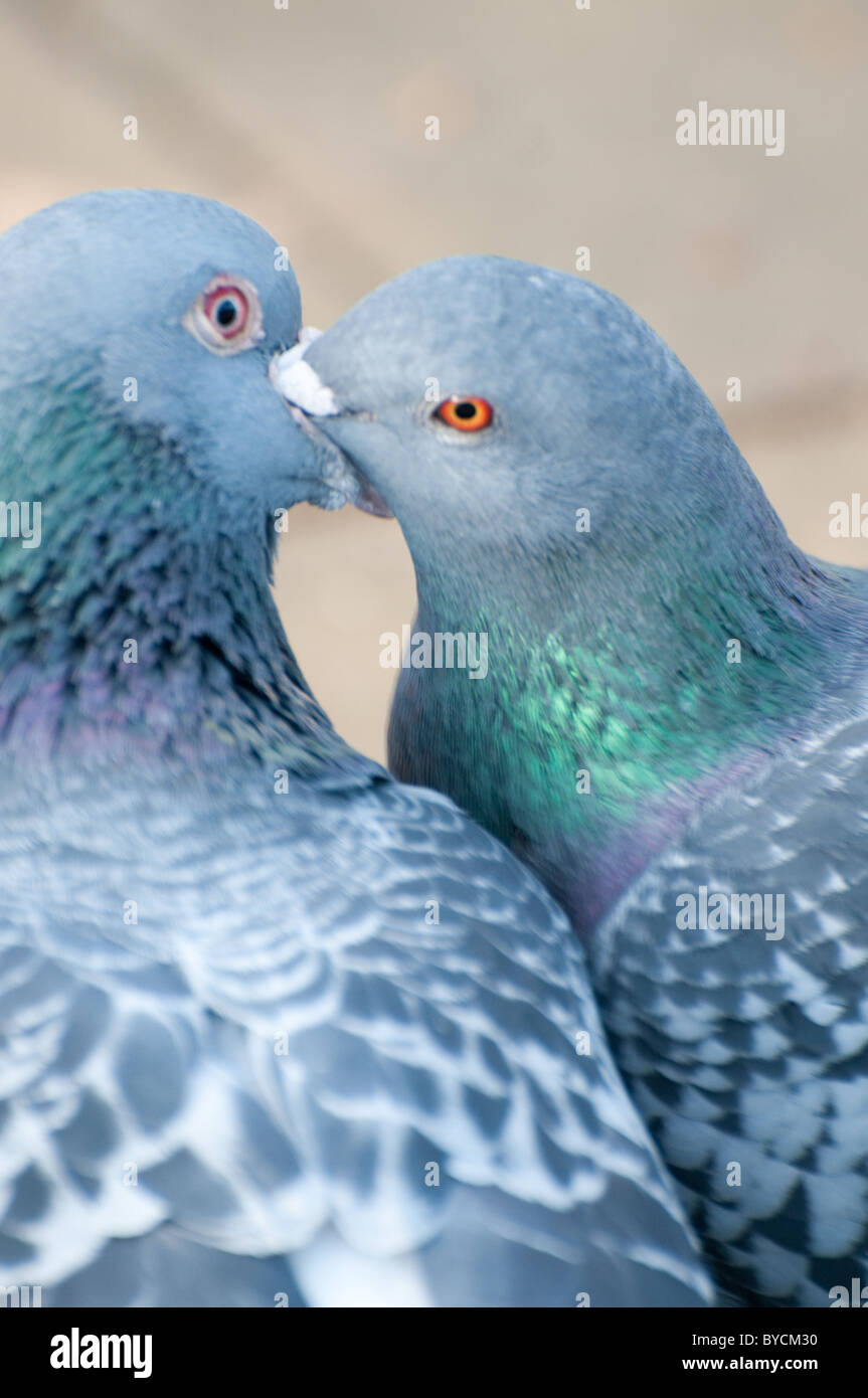 Wilde Taube / Rock Taube (Columba Livia) Stockfoto