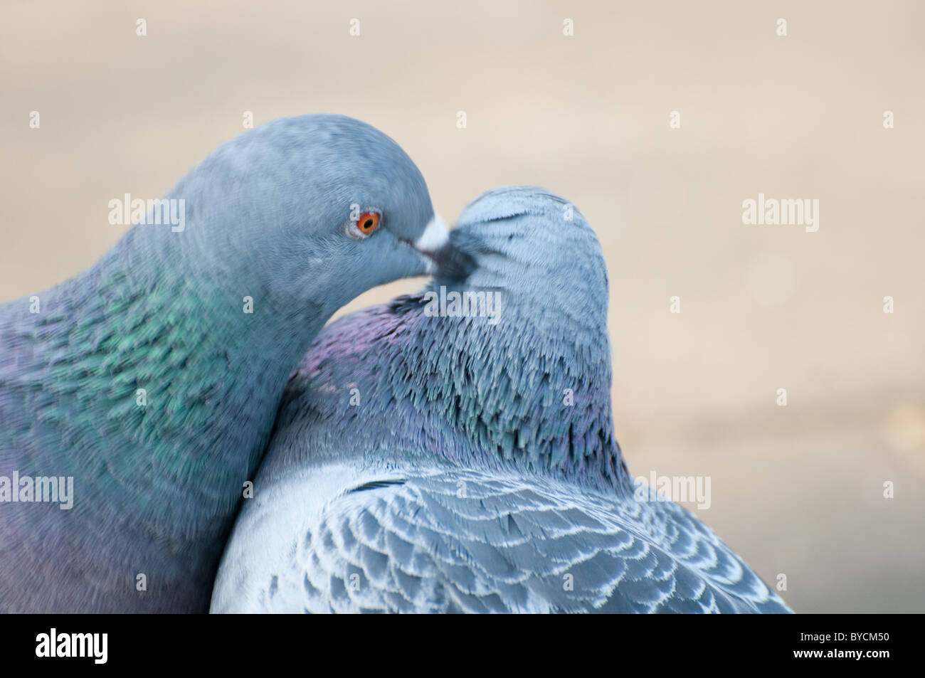 Wilde Taube / Rock Taube (Columba Livia) Stockfoto Wilde Taube / Rock Taube (Columba Livia) Stockfoto