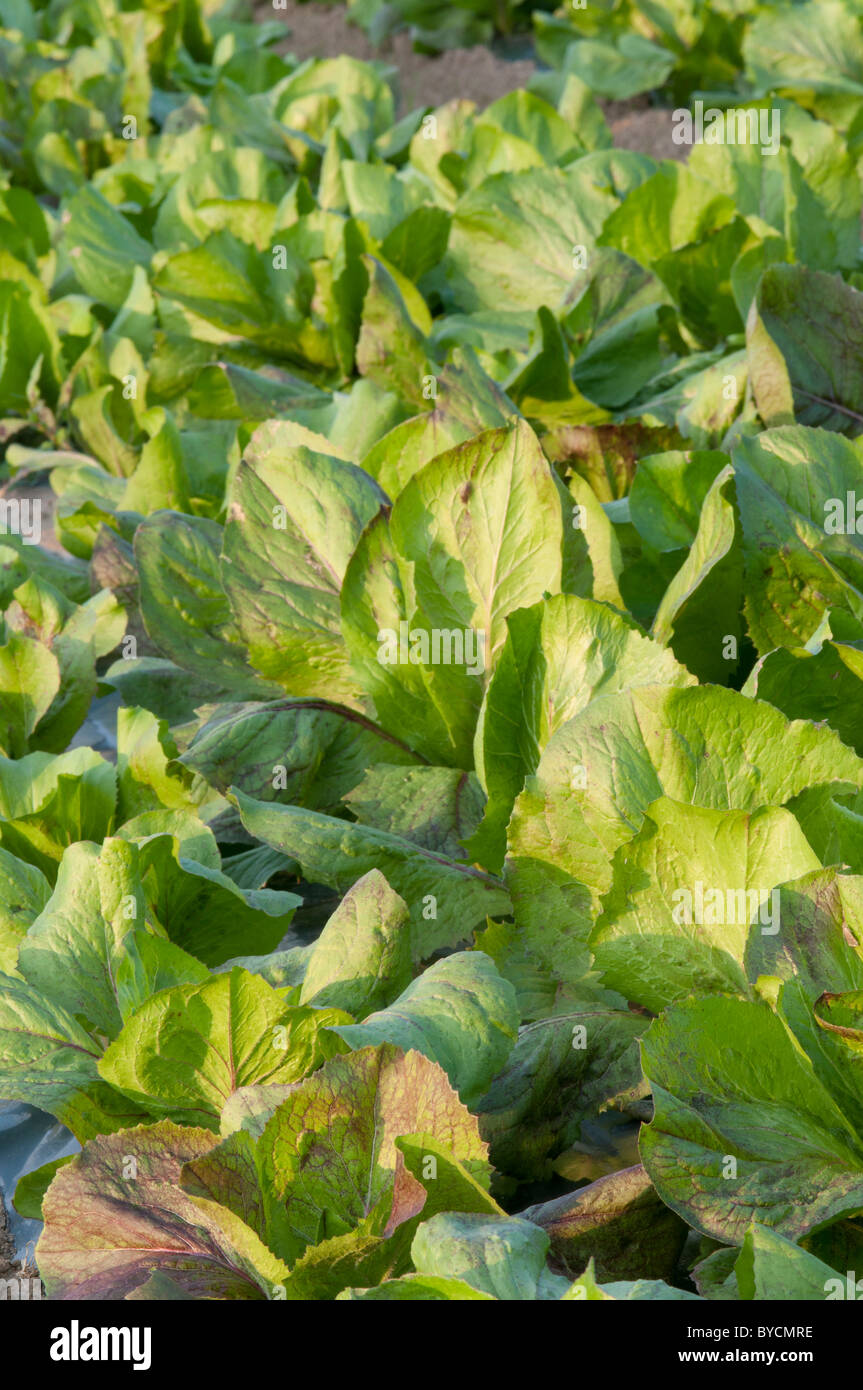 Bereich der Chicorée, organische Landwirtschaft Stockfoto