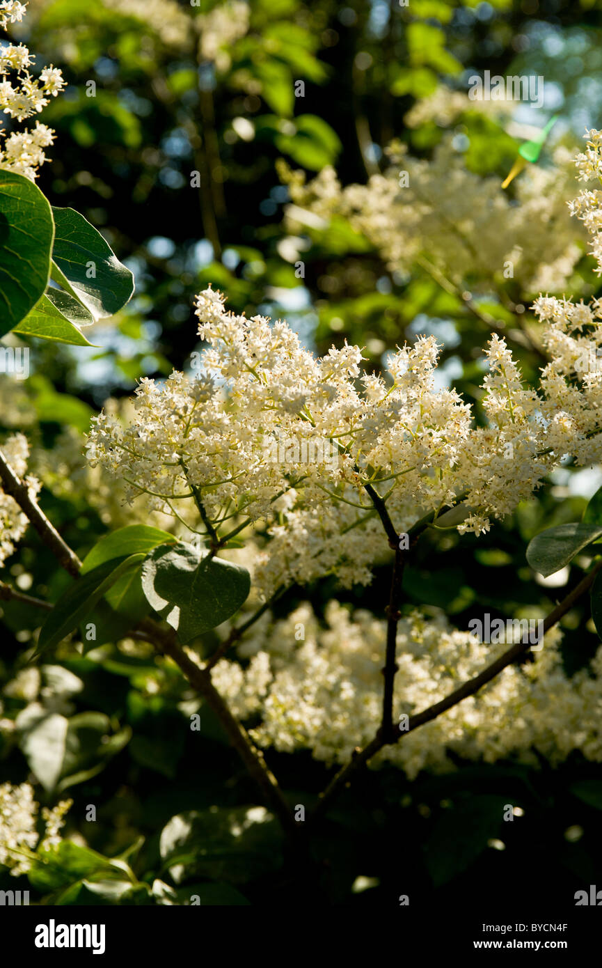 Cremefarbene Blüten von Syringa reticulata, dem japanischen Fliederbaum. Stockfoto