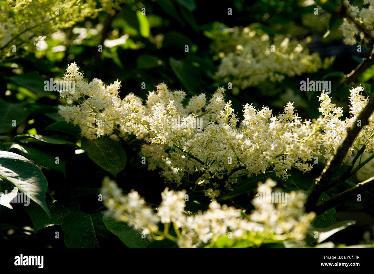 Cremefarbene Blüten von Syringa reticulata, dem japanischen Fliederbaum. Stockfoto
