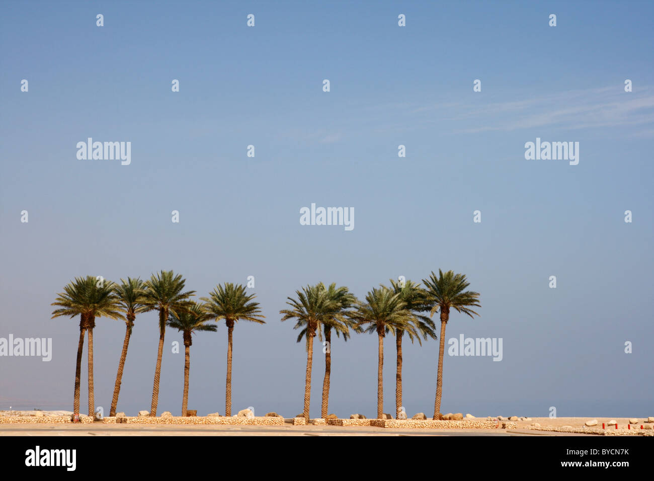 Oase Ein Gedi am Toten Meer. Israel Stockfoto