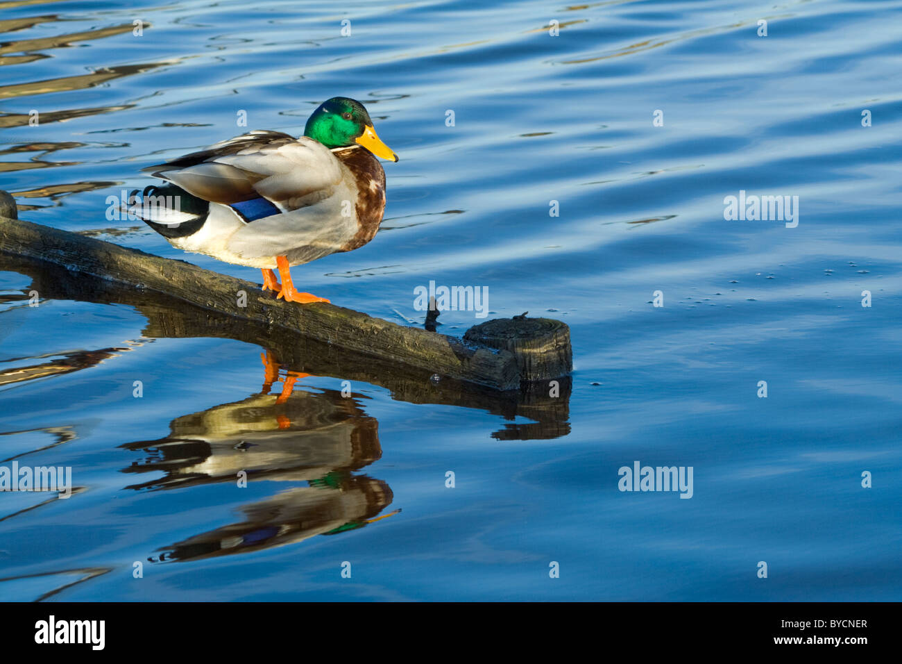 Ente auf dem Wasser Stockfoto